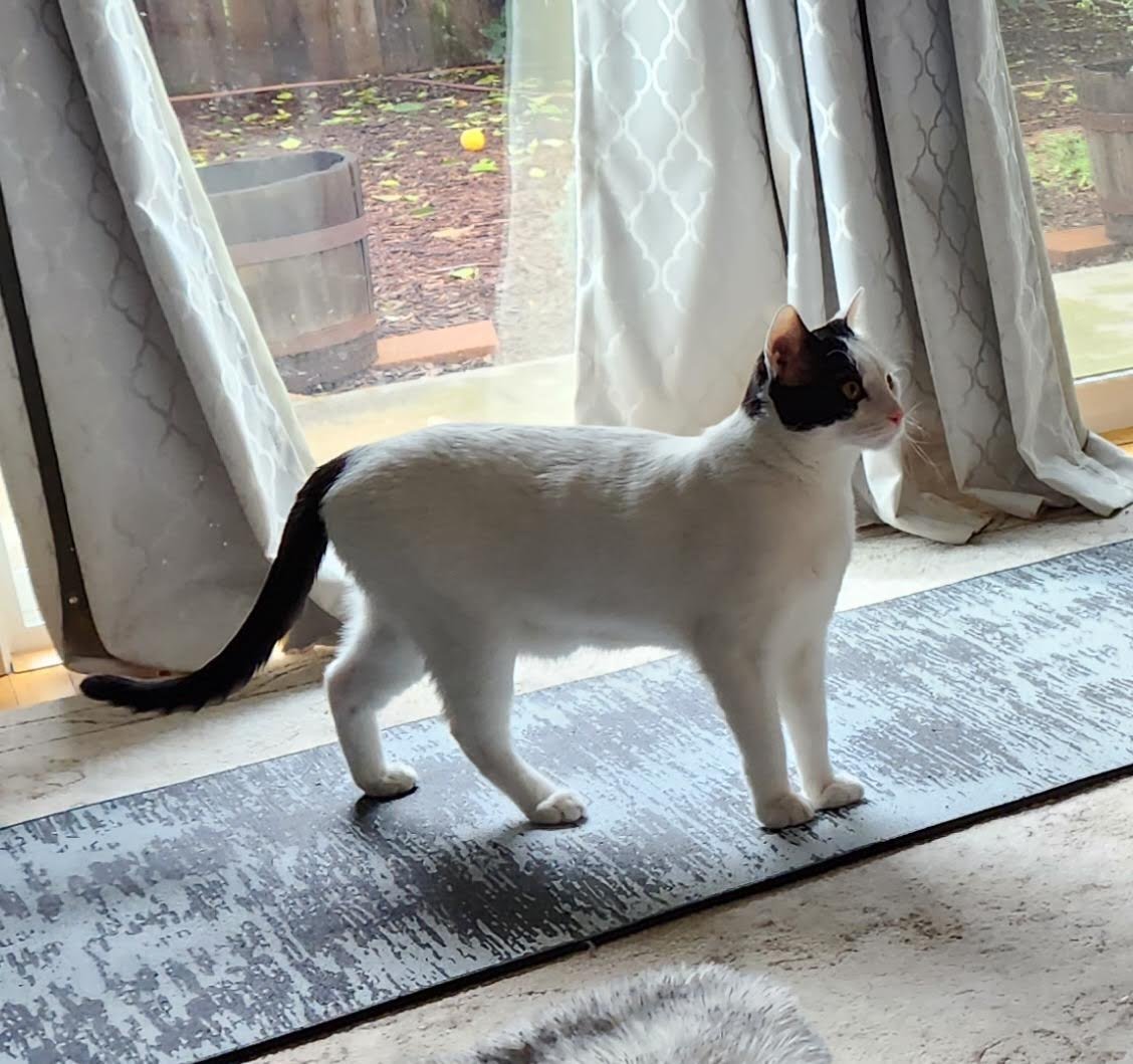 DARWIN - Domestic Short Hair available for adoption