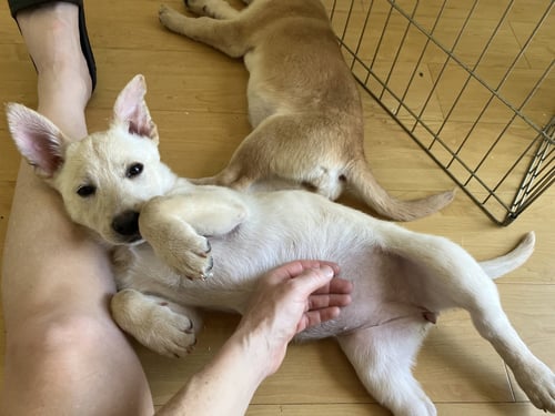 SNICKERDOODLE - Labrador Retriever / Corgi available for adoption