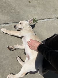 Snickerdoodle - Photo 2