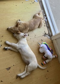 Snickerdoodle - Photo 3