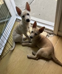 Snickerdoodle - Photo 4