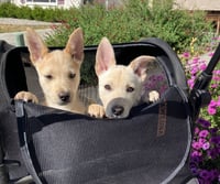 Snickerdoodle - Photo 5