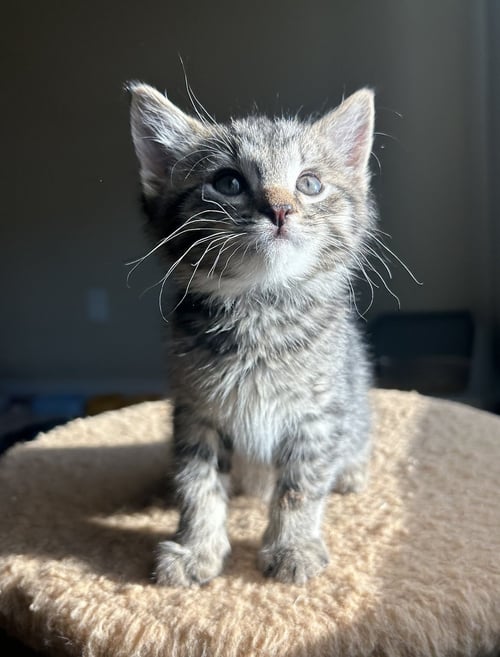 LIL PUNCH - Domestic Short Hair available for adoption