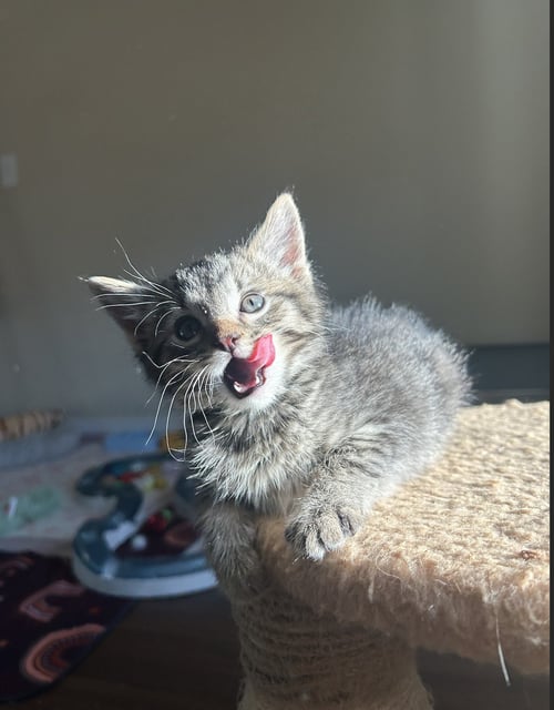 LIL PUNCH - Domestic Short Hair available for adoption