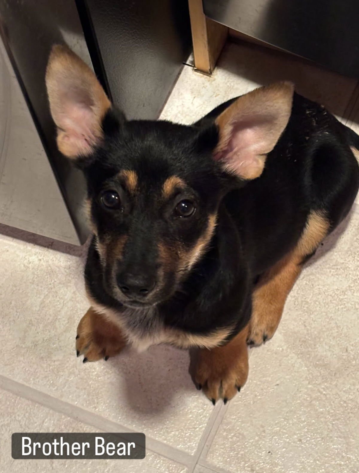 BROTHER BEAR - Corgi / German Shepherd Dog available for adoption