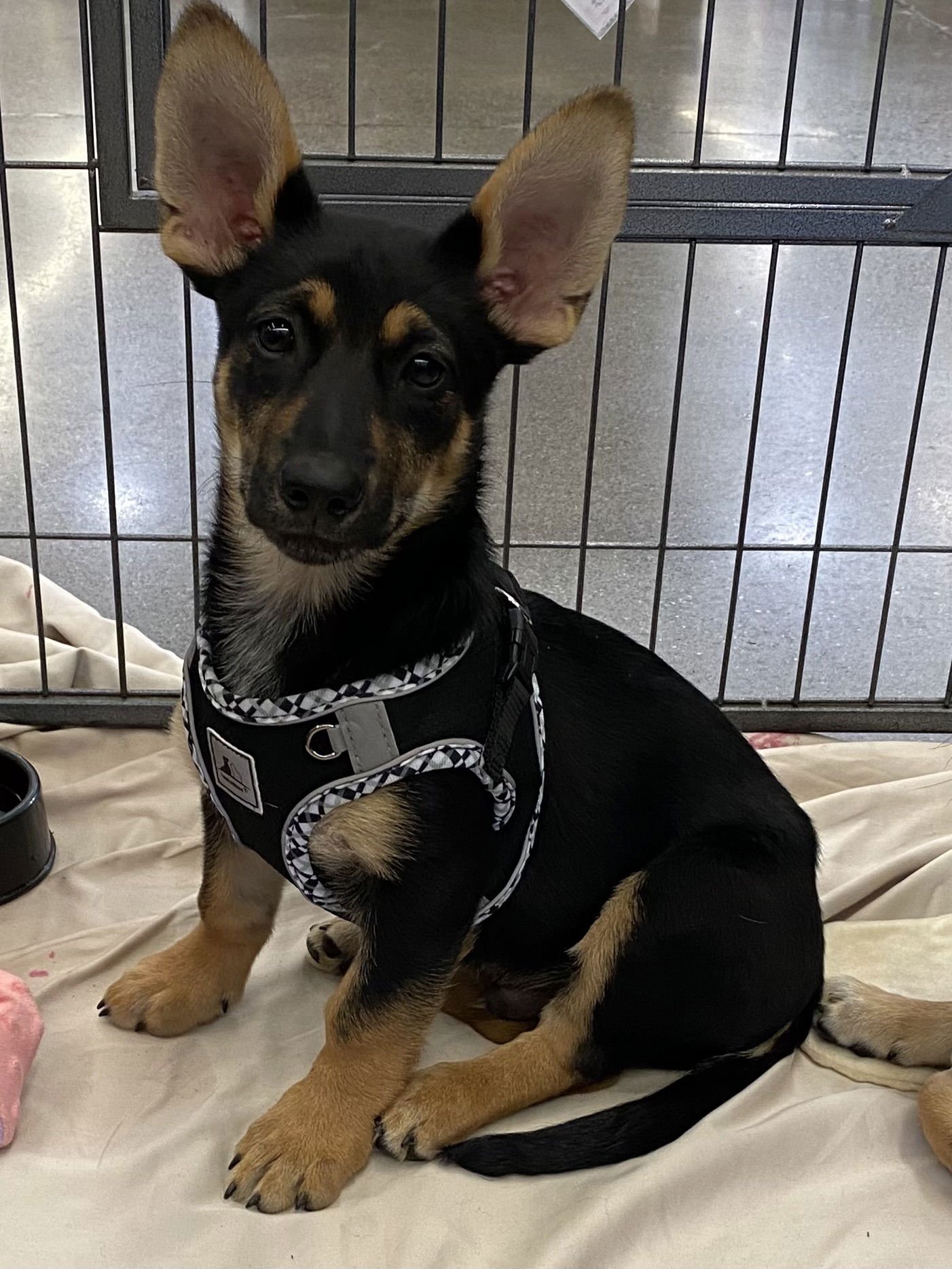 BROTHER BEAR - Corgi / German Shepherd Dog available for adoption