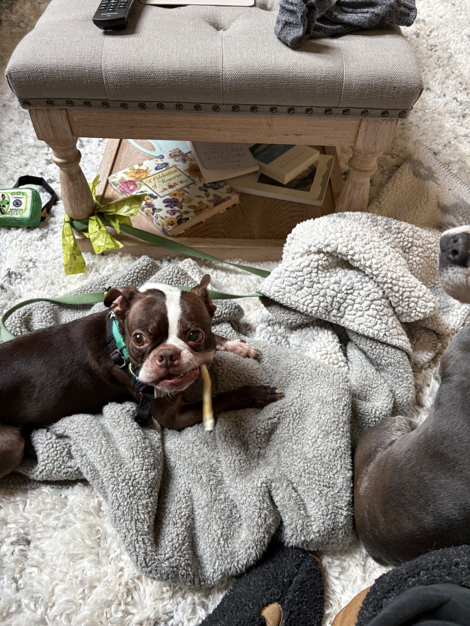 JELLYBEAN - Boston Terrier available for adoption