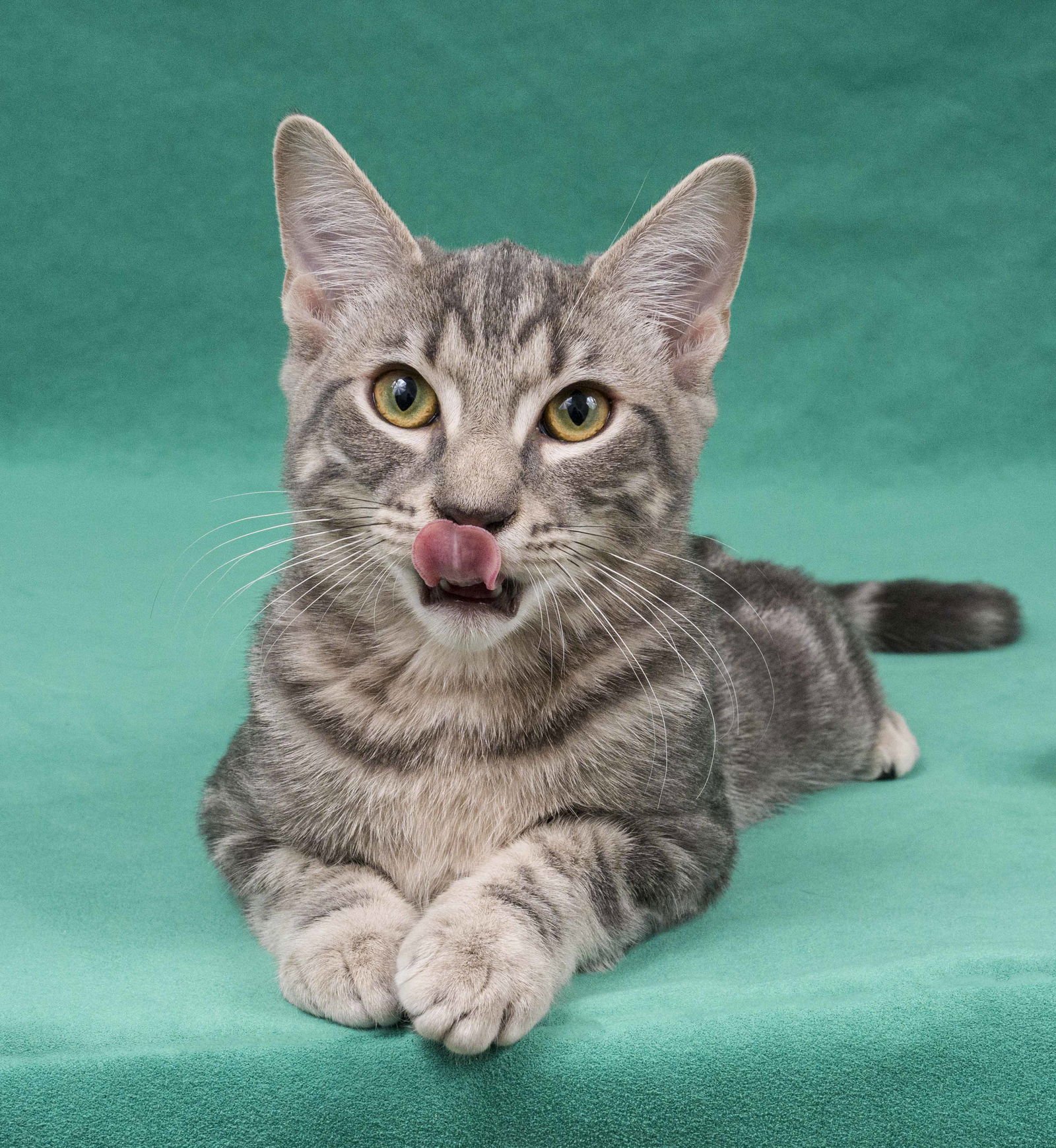 ORVIETO - Domestic Short Hair available for adoption