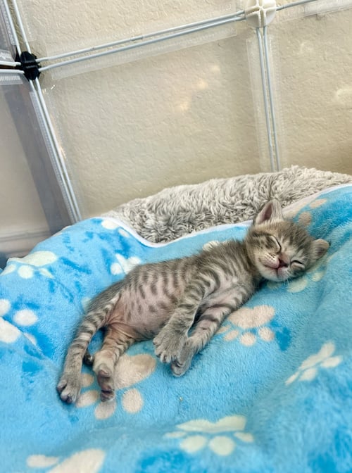 HICKORY - Domestic Short Hair available for adoption