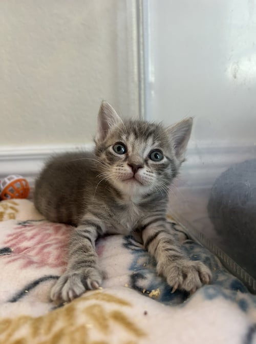 HICKORY - Domestic Short Hair available for adoption