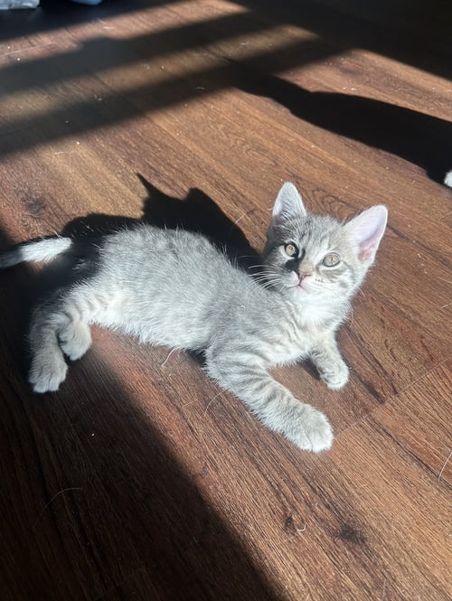 COBBLER - Domestic Short Hair available for adoption