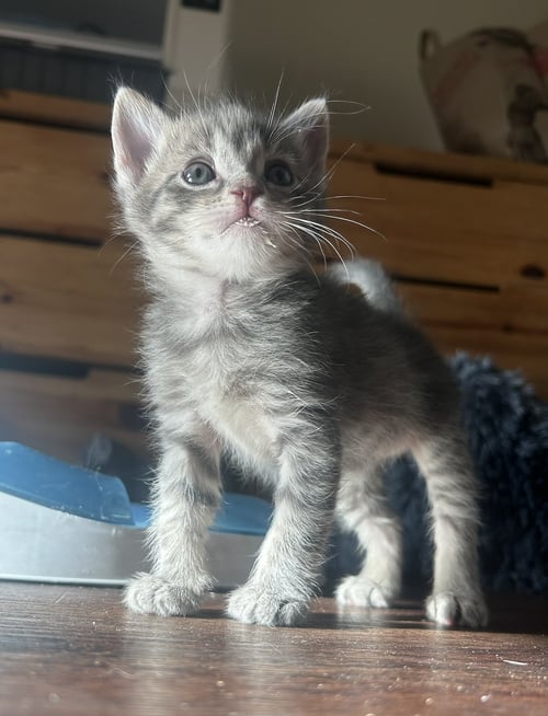 COBBLER - Domestic Short Hair available for adoption