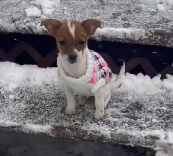 TATER TOT - Chihuahua / Terrier available for adoption