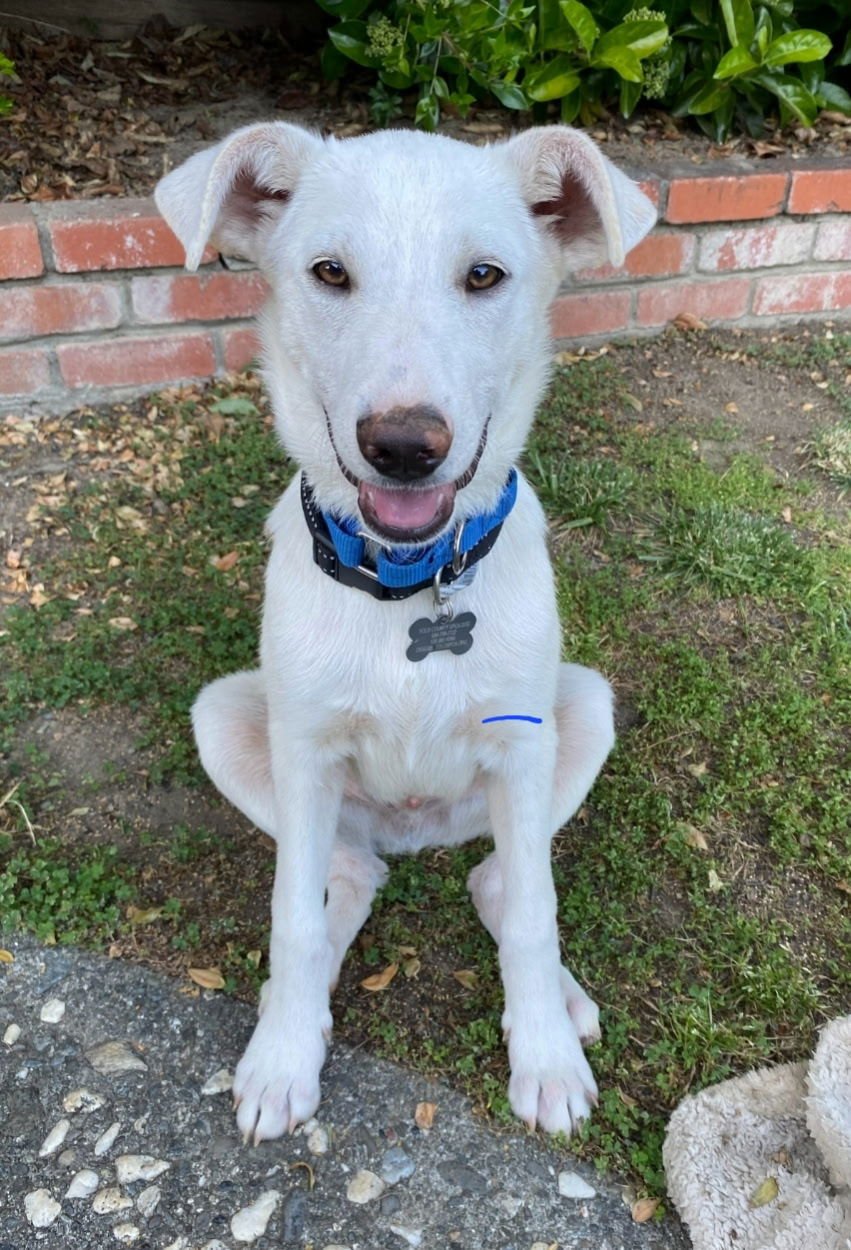 PATRICK - Labrador Retriever / German Shepherd Dog available for adoption