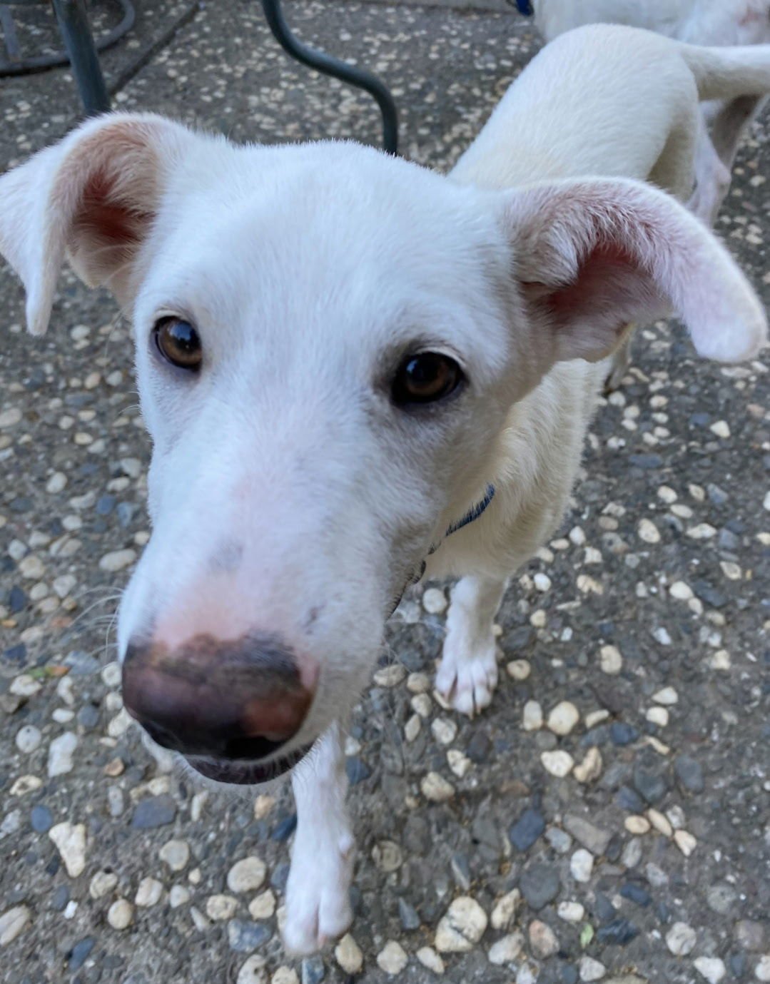 PATRICK - Labrador Retriever / German Shepherd Dog available for adoption