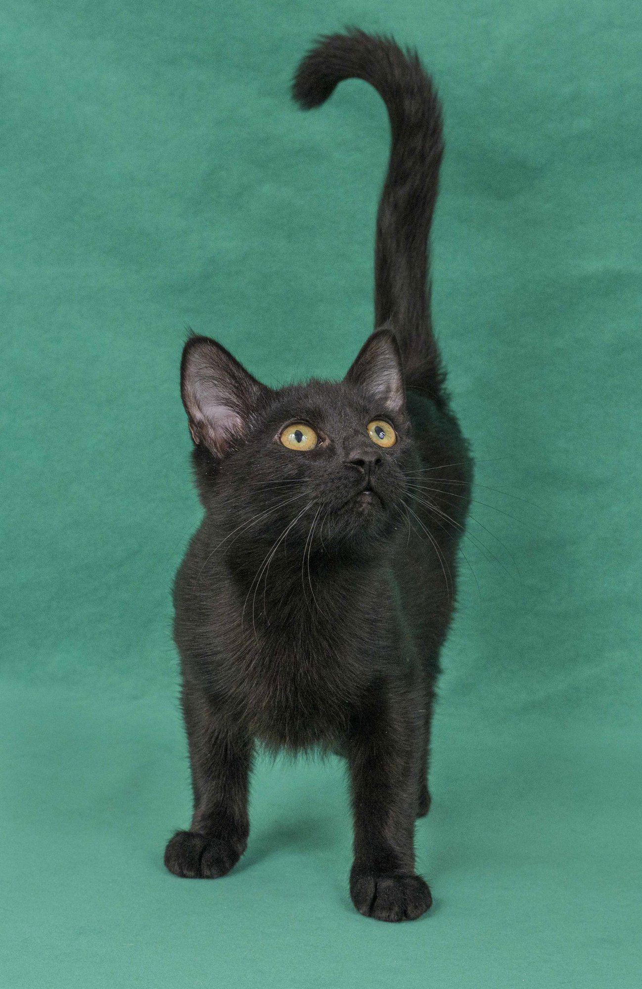 TERNI - Domestic Short Hair available for adoption
