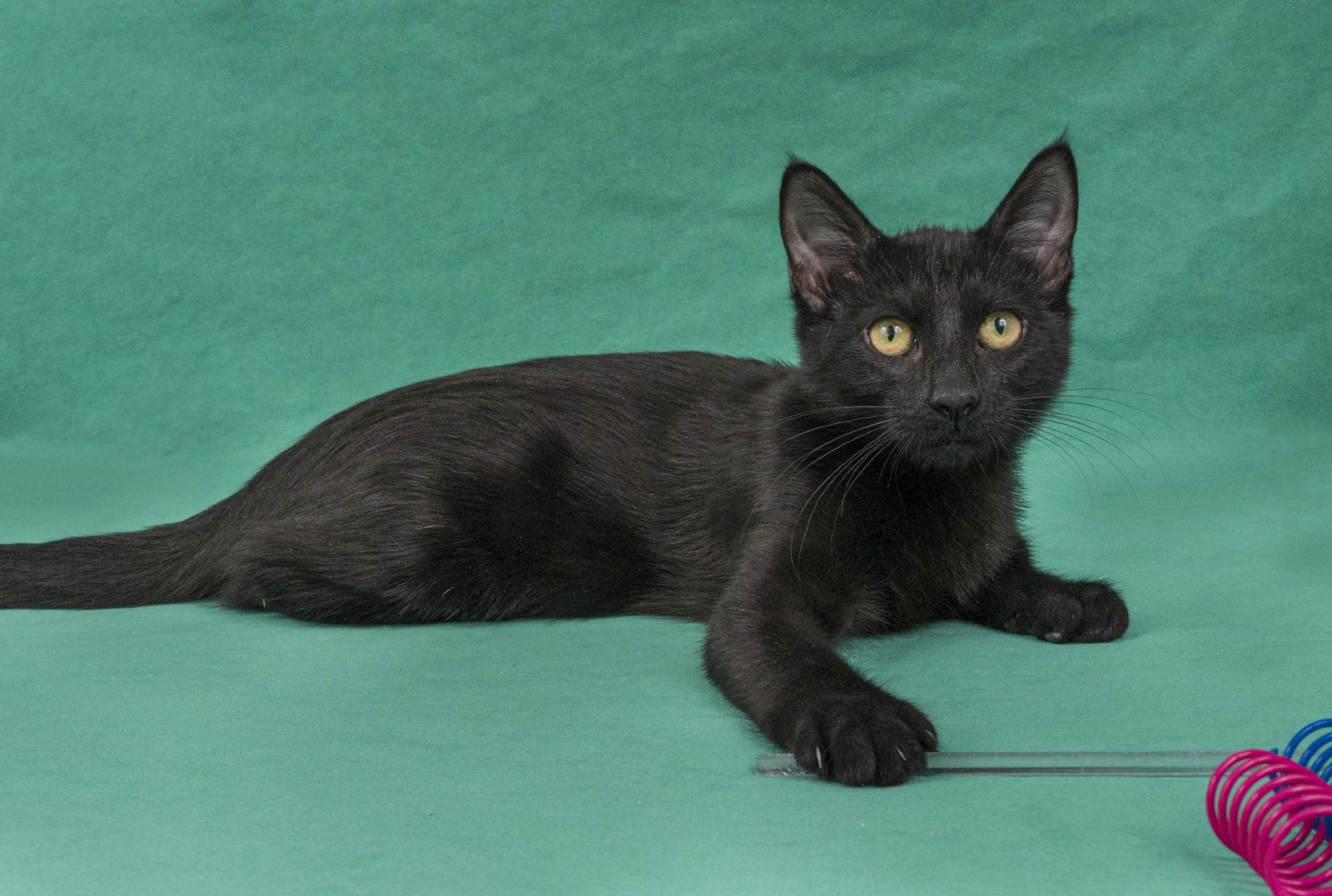 TERNI - Domestic Short Hair available for adoption