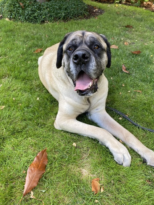 NORMAN - Mastiff for adoption in Hillsboro
