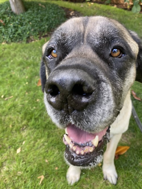 NORMAN - Mastiff available for adoption