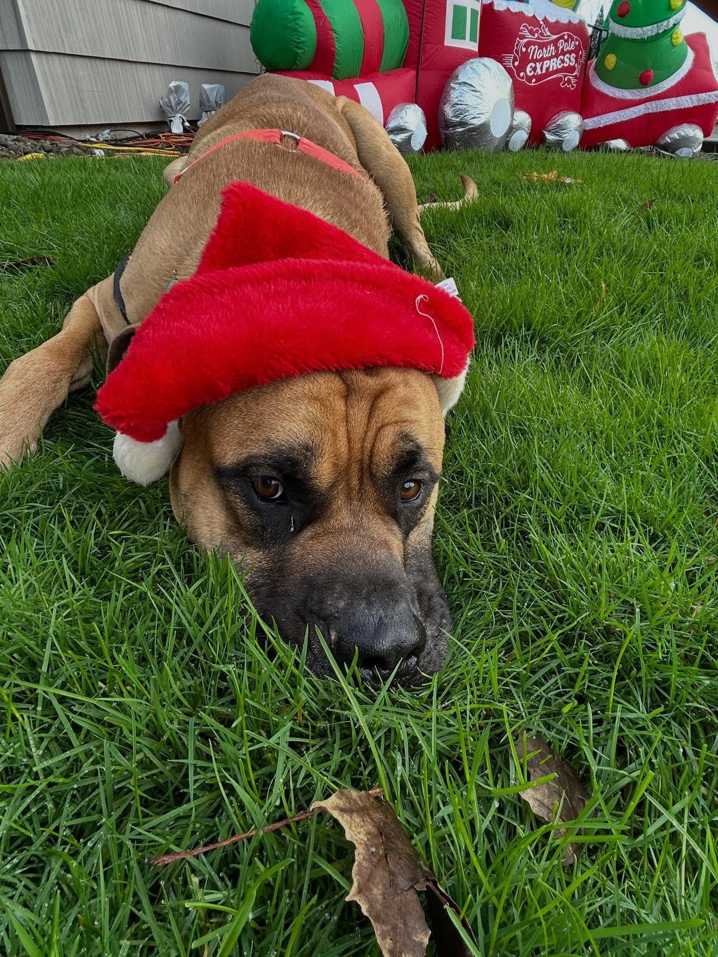 DYLAN - Mastiff available for adoption