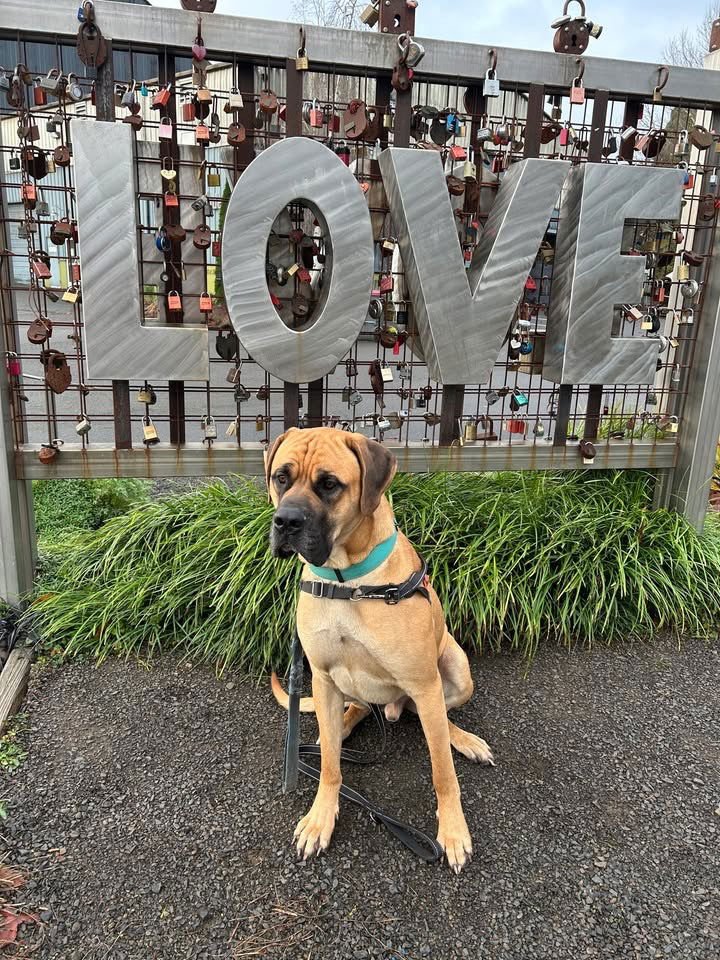 DYLAN - Mastiff available for adoption