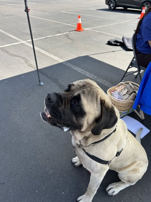 DUSTY - Mastiff for adoption in Hillsboro