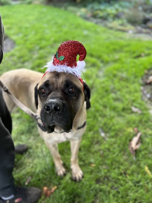 DUSTY - Mastiff available for adoption