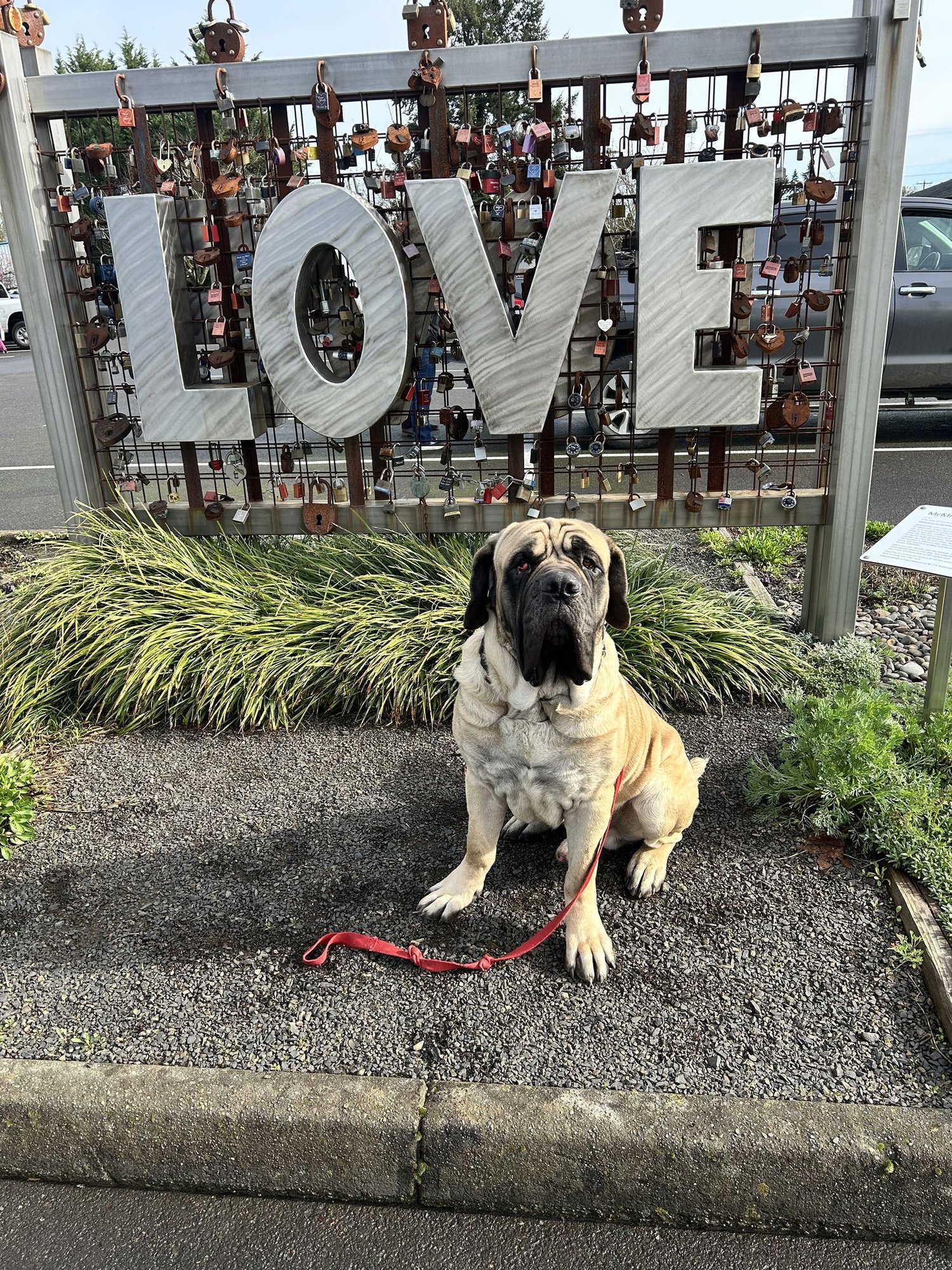 WINSTON - Mastiff for adoption in Beaverton