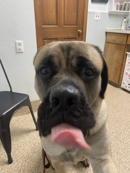 RUMBLE - Mastiff available for adoption