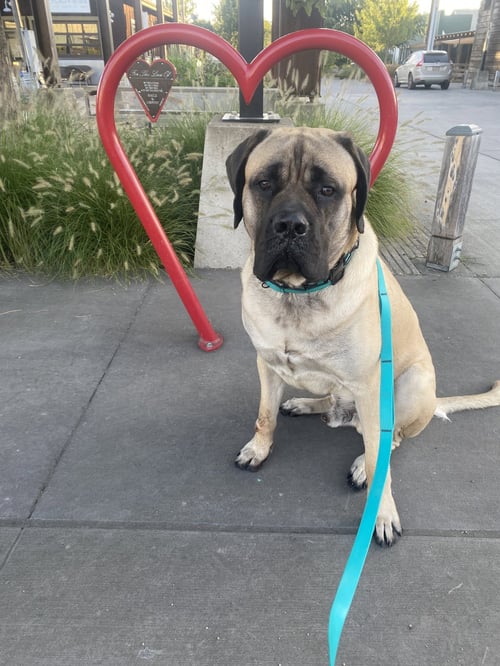 RUMBLE - Mastiff for adoption in Hillsboro