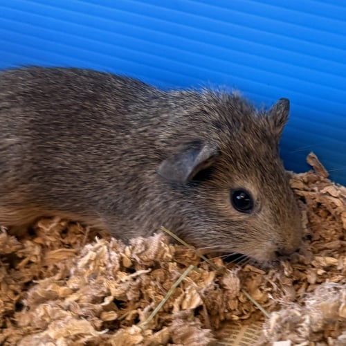 TUCK(M) - Guinea Pig available for adoption