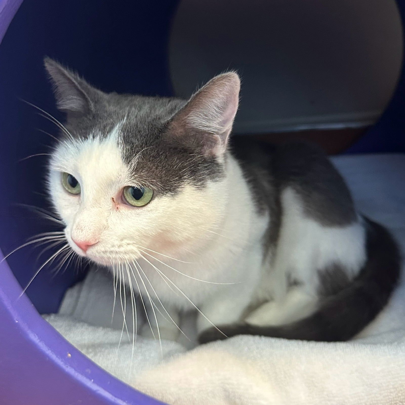 GATSBY - Domestic Short Hair available for adoption