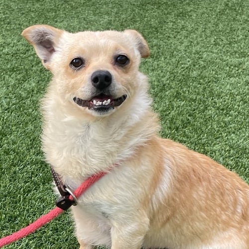 NUGGS - Chihuahua / Terrier available for adoption