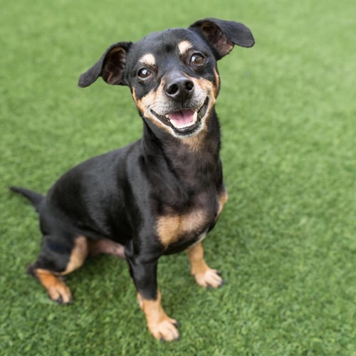 BJORN - Miniature Pinscher available for adoption