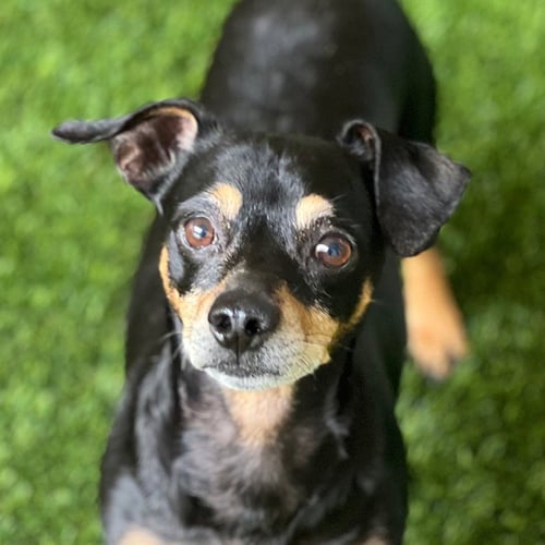 BJORN - Miniature Pinscher available for adoption