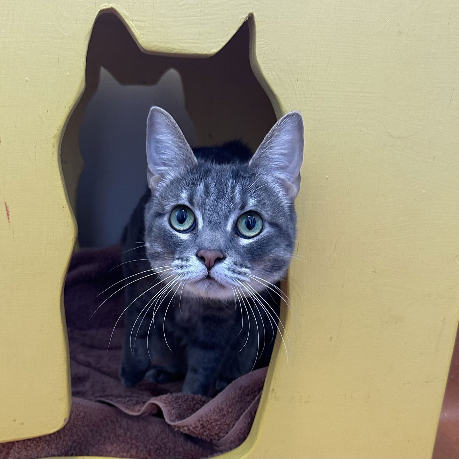 PRINCESS - Domestic Short Hair available for adoption