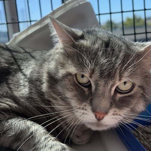 ZUZU - Domestic Short Hair available for adoption