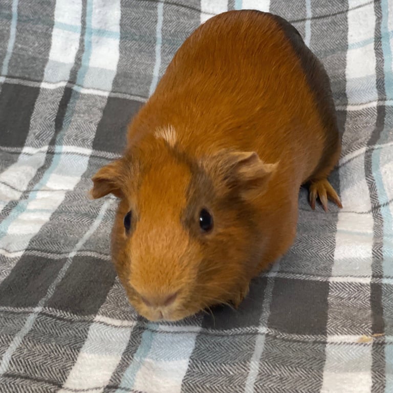 Miss Piggy (F) Image
