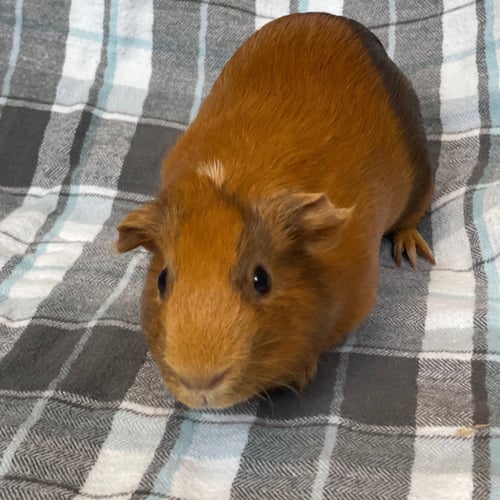 MISS PIGGY (F) - Guinea Pig available for adoption