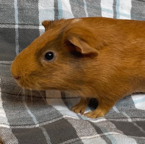 MISS PIGGY (F) - Guinea Pig available for adoption