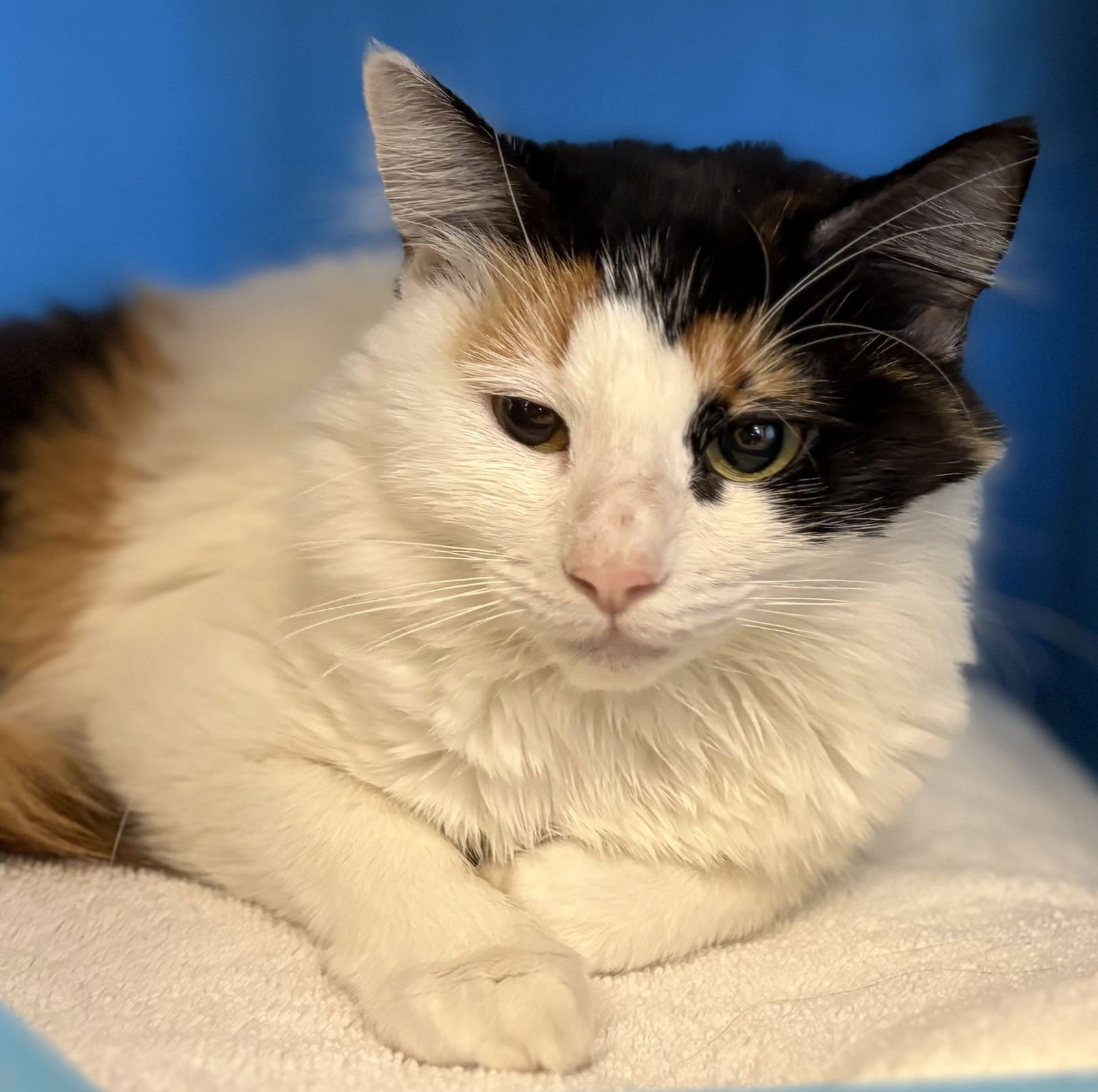 MISSY - Domestic Long Hair / Calico available for adoption