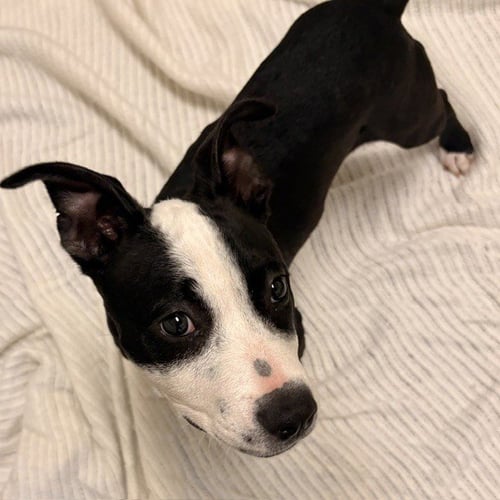 SPARKLE - Pit Bull Terrier available for adoption
