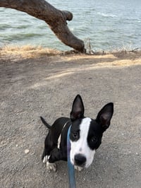 Sparkle the Puppy! - Photo 4