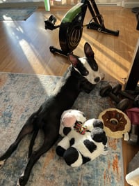 Sparkle the Puppy! - Photo 2