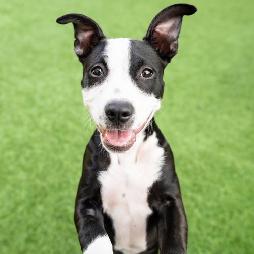 SPARKLE THE PUPPY! - Pit Bull Terrier / French Bulldog available for adoption