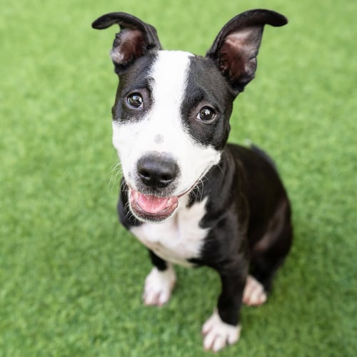 SPARKLE - Pit Bull Terrier available for adoption