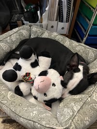 Sparkle the Puppy! - Photo 3