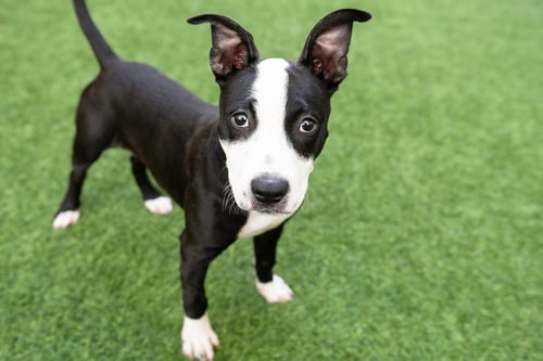 SPARKLE - Pit Bull Terrier available for adoption