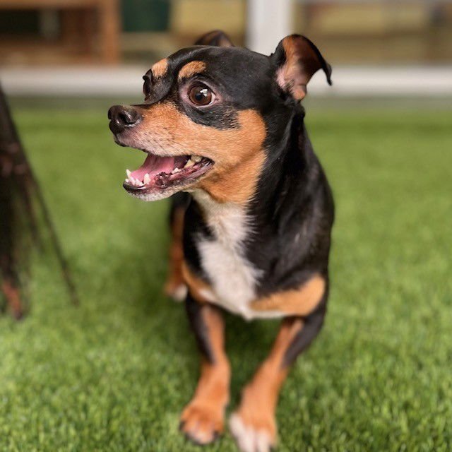 KERMIT - Chihuahua available for adoption