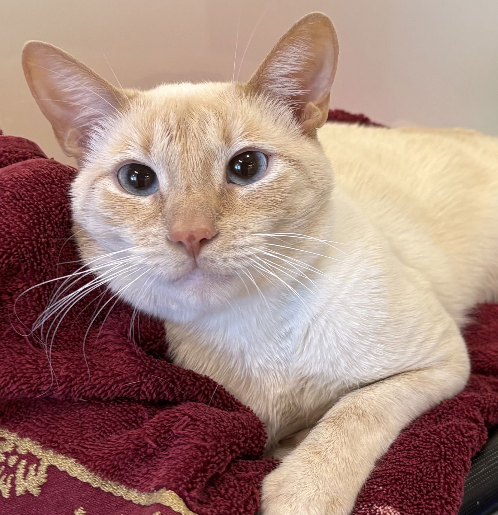 GOJO & YOKAI - Domestic Short Hair available for adoption